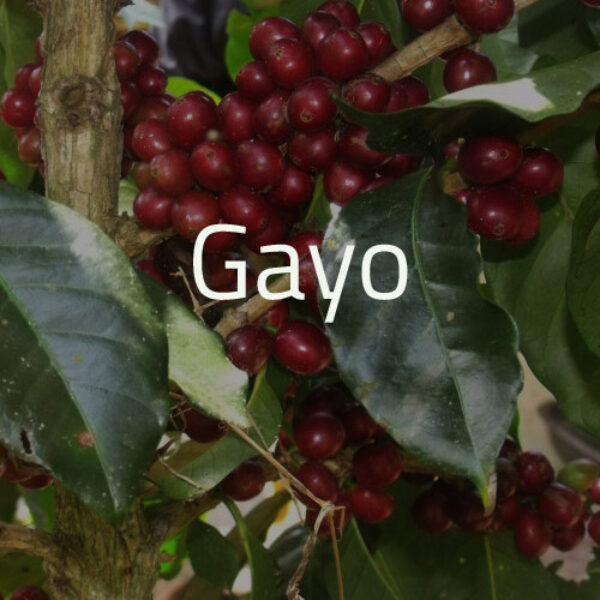 Green Bean Kopi Arabica Aceh Gayo Atu Lintang - 1 Kg
