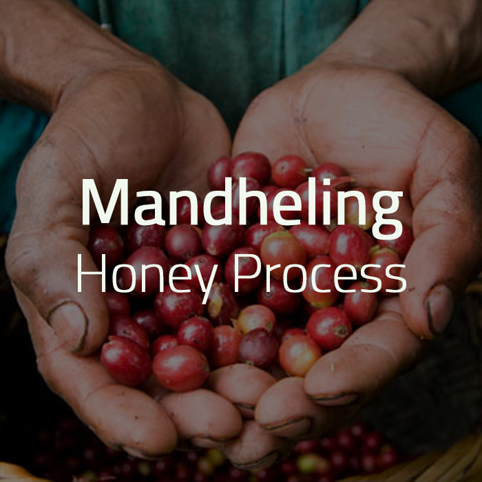 Green Bean Kopi Arabica Mandheling Honey Process - 1 Kg