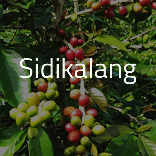 Green Bean Kopi Arabica Sidikalang - 1 Kg