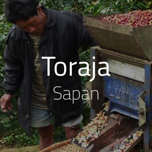 Green Bean Kopi Arabica Toraja Sapan - 1 Kg